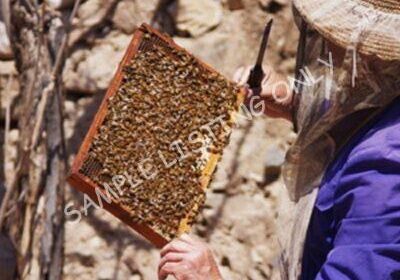 Beekeeper2-1200×600-1-400×300-1