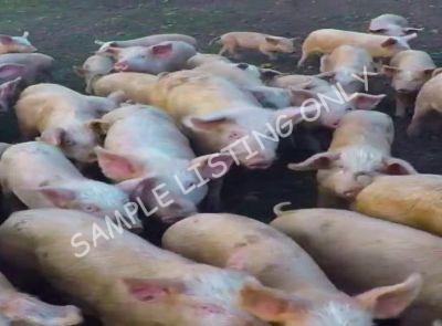 Ghana Healthy Pigs