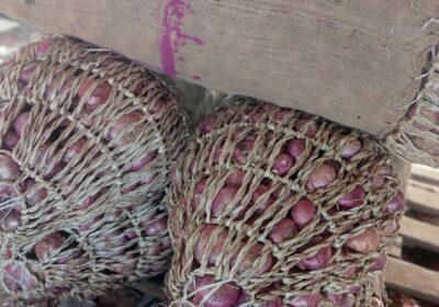 Onions in large quantity