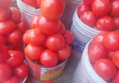 Fresh tomatoes in large quantity