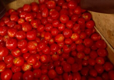 Fresh Ghana Tomatoes
