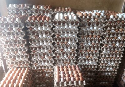 Large quantity of eggs