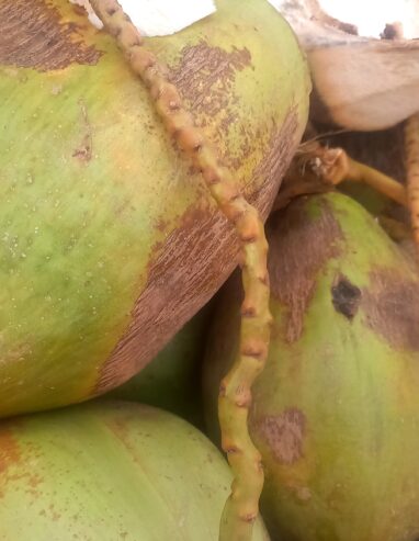 Fresh Coconut 🥥