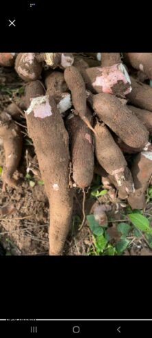 Fresh Ghanaian cassava
