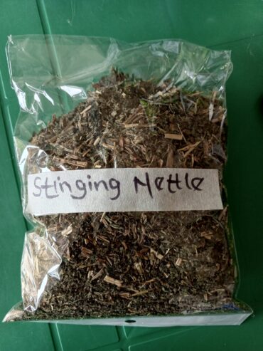 Stinging Nettle herbs